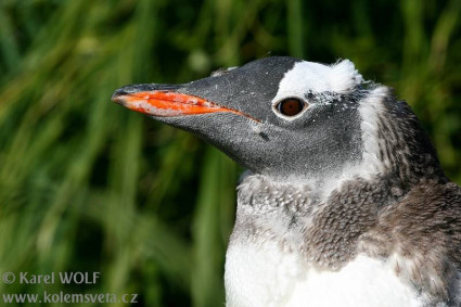 Gentoo Penguin