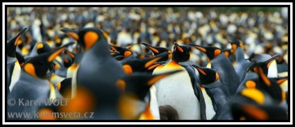 Kolonie 400 000 ks tučňáků královských