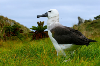 Albatros lutozob na ostrov Nightingale Island