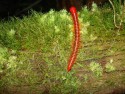 Stonoka - giant milipede