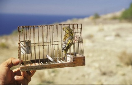 lovci ptk na Malt