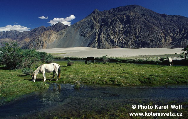 ladakh-0050-1.jpg