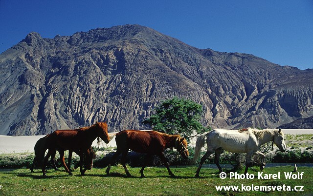 ladakh-0051-1.jpg