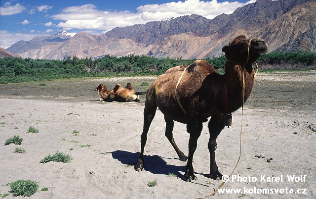 ladakh-0052-1.jpg