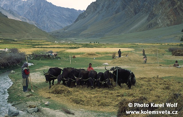 ladakh-0126.jpg