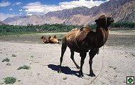 thn_ladakh-0052-1.jpg